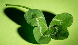 吃瓜四叶草娱乐,揭秘娱乐圈幕后故事