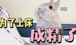 吃瓜娱乐八卦兔,兔视角下的娱乐圈风云录