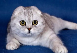 娱乐吃瓜君折耳猫七七,折耳猫的娱乐传奇