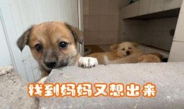 娱乐吃瓜酱中狗妈,娱乐吃瓜酱中的神秘力量