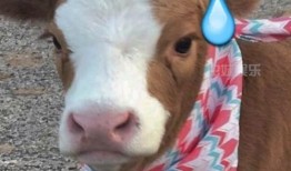 娱乐吃瓜酱q,娱乐圈幕后那些事儿