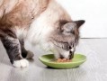 娱乐圈吃瓜猫咪是谁呀,揭秘网络红星的幕后推手