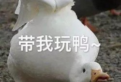 娱乐吃瓜鸭鸭鸭,鸭鸭鸭带你领略娱乐圈风云变幻