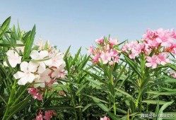 娱乐圈吃瓜感慨句子图片,揭秘明星背后的故事