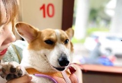 娱乐吃瓜菌宠物