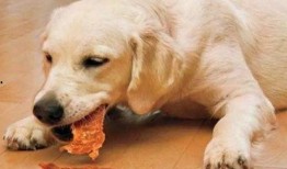 娱乐吃瓜酱埋狗