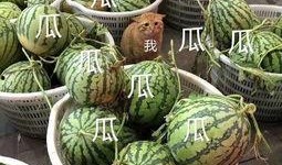 中国娱乐吃瓜,揭秘中国娱乐界的“吃瓜”盛况