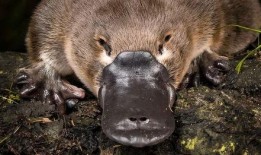 娱乐圈吃瓜酱鸭嘴兽,揭秘明星幕后故事与八卦风云