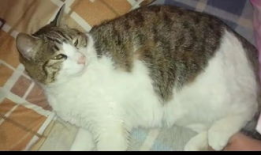 娱乐圈吃瓜猫是谁