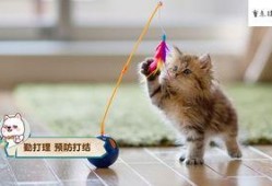 娱乐圈吃瓜猫咪是谁呀,揭秘网络红星的幕后推手