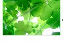 吃瓜四叶草娱乐,揭秘娱乐圈幕后故事