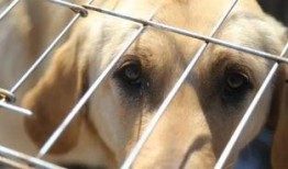 娱乐吃瓜酱中狗妈,娱乐吃瓜酱中的神秘力量